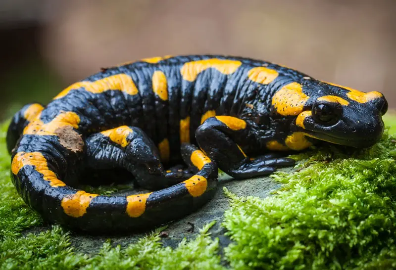 What Do Salamanders Eat