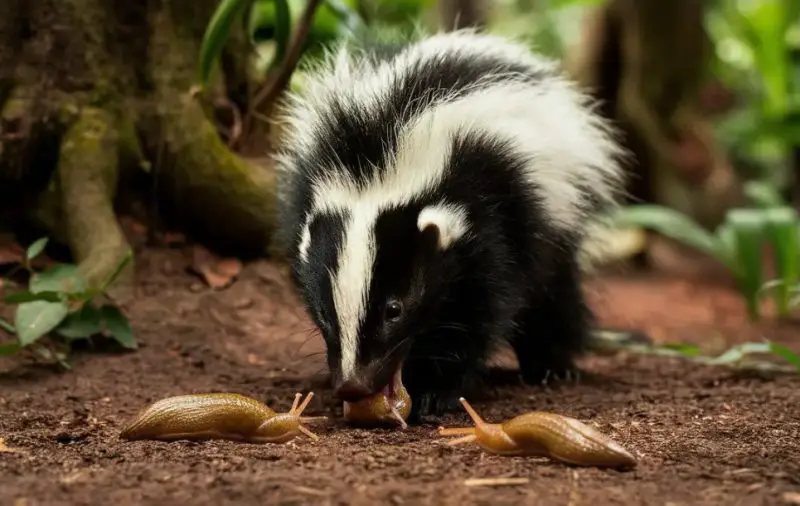 What Do Skunks Eat