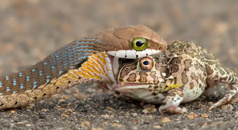 what-do-snakes-eat-800x436-2 What Do Snakes Eat