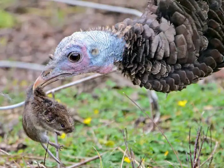 what-do-turkeys-eat-1 What Do Turkeys Eat