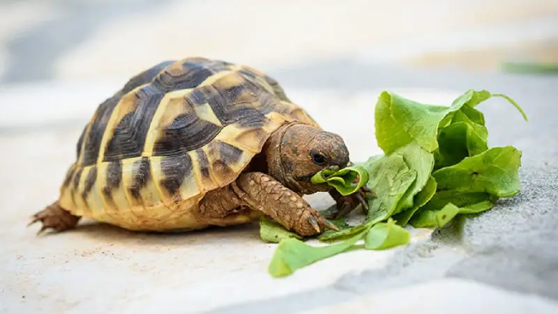 What Do Turtles Eat