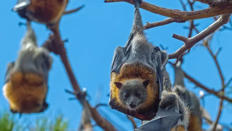 What Is a Group of Bats Called