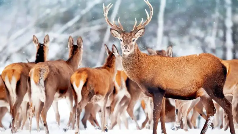 what-is-a-group-of-deer-called-800x452-2 What Is a Group of Deer Called