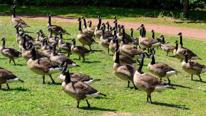 What Is a Group of Geese Called