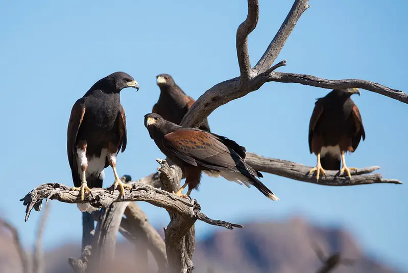 What Is a Group of Hawks Called