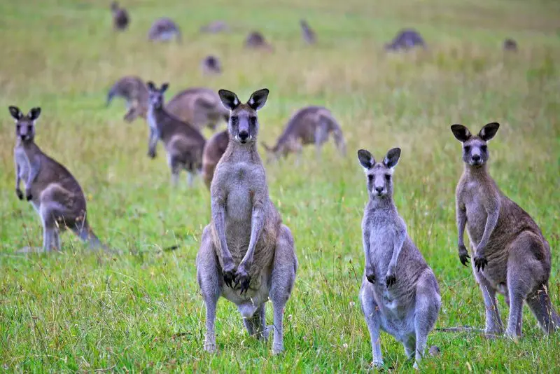 What Is a Group of Kangaroos Called
