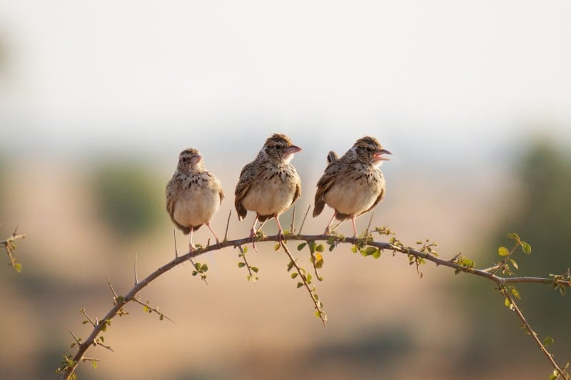 what-is-a-group-of-larks-called-1 What Is a Group of Larks Called