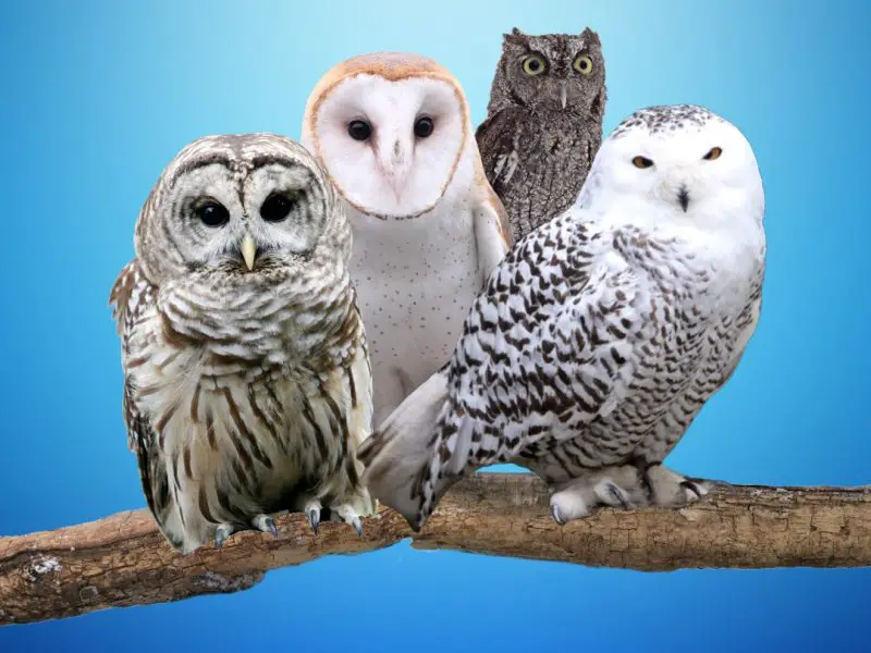 What Is a Group of Owls Called