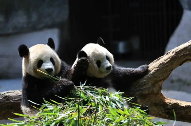 what-is-a-group-of-pandas-called-800x527-2 What is a Group of Pandas Called