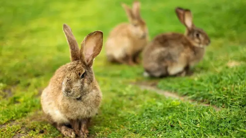 what-is-a-group-of-rabbits-called-800x450-2 What Is a Group of Rabbits Called