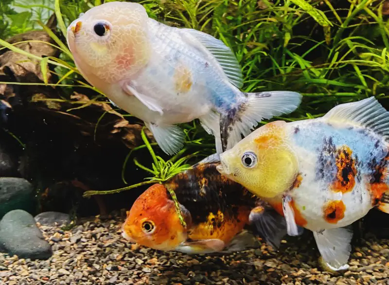 What’s a Group of Fish Called