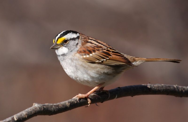 Common Birds in Alabama