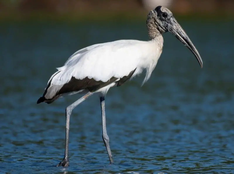 White Birds with Long Beaks in Florida