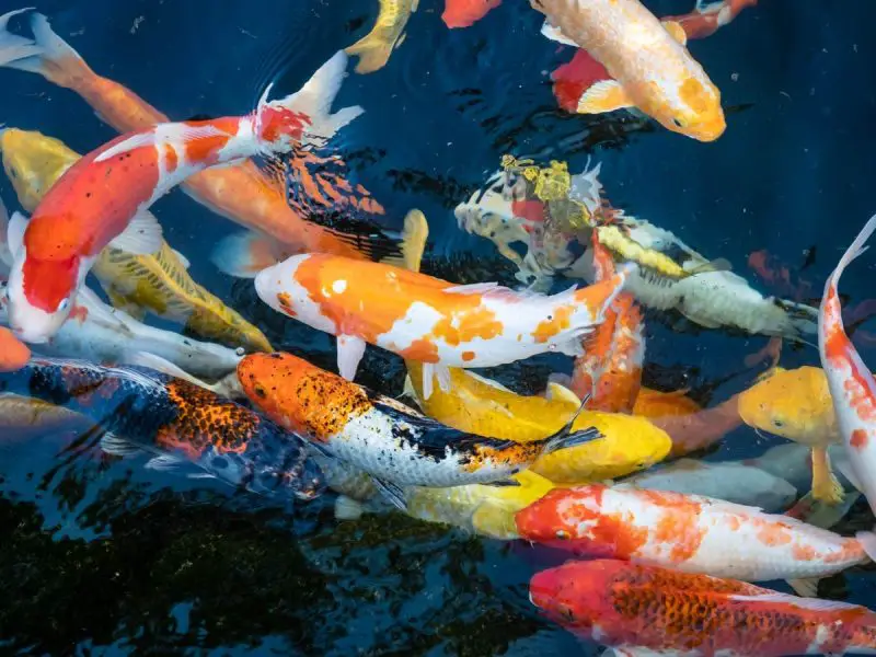 What Do Koi Fish Eat? 10 Essential Foods for Healthy Koi Growth