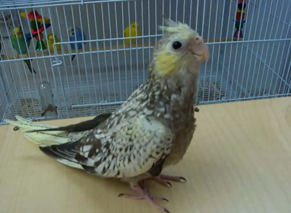 10 week old cockatiel