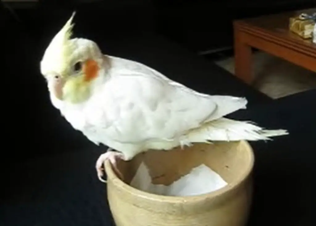 cockatiel pooping water