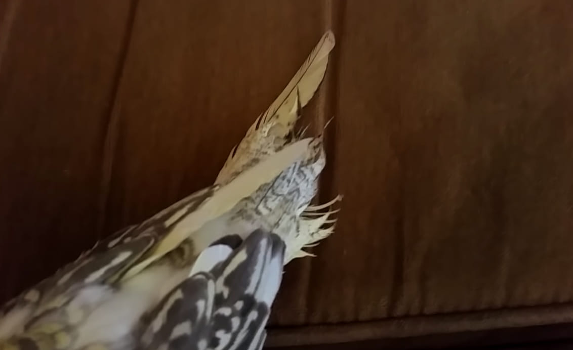 What To Do With A Cockatiel Tail Feather Broken