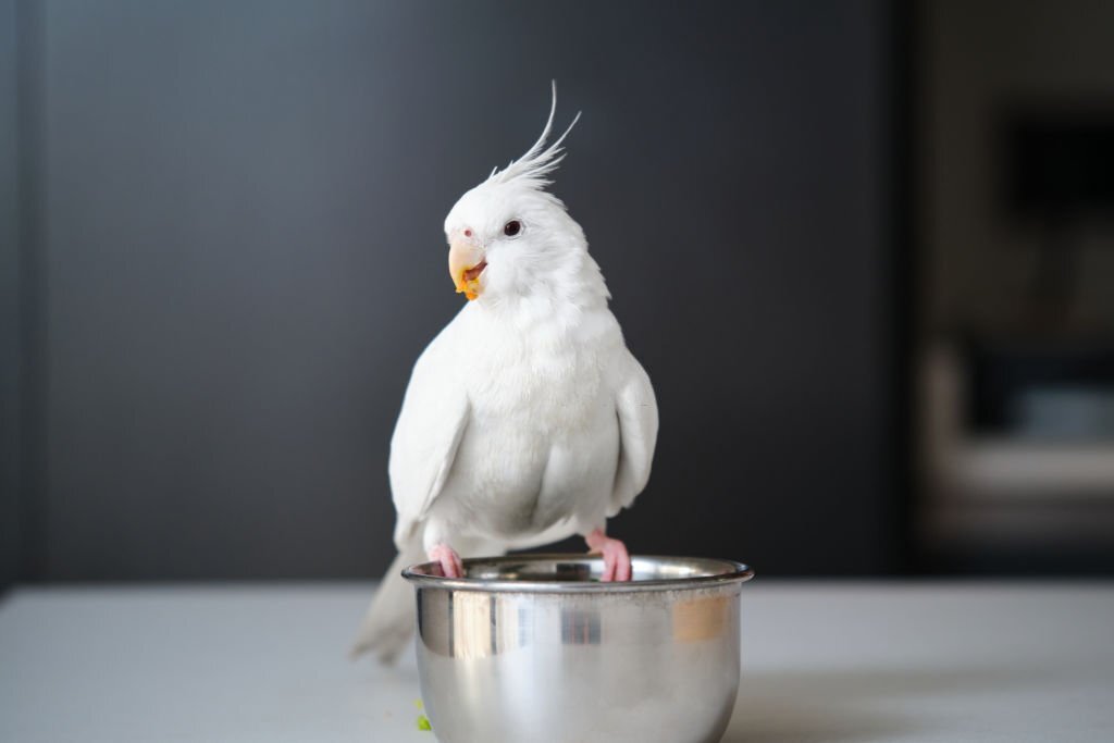 cockatiel gagging