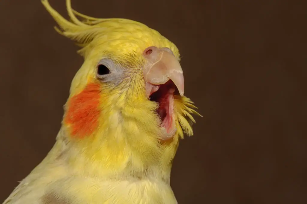 why does my cockatiel scream when i leave the room