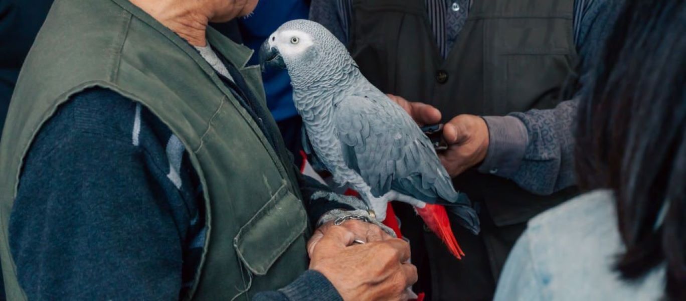 African Grey Chicken Scratching A Lot? Here’s Why!
