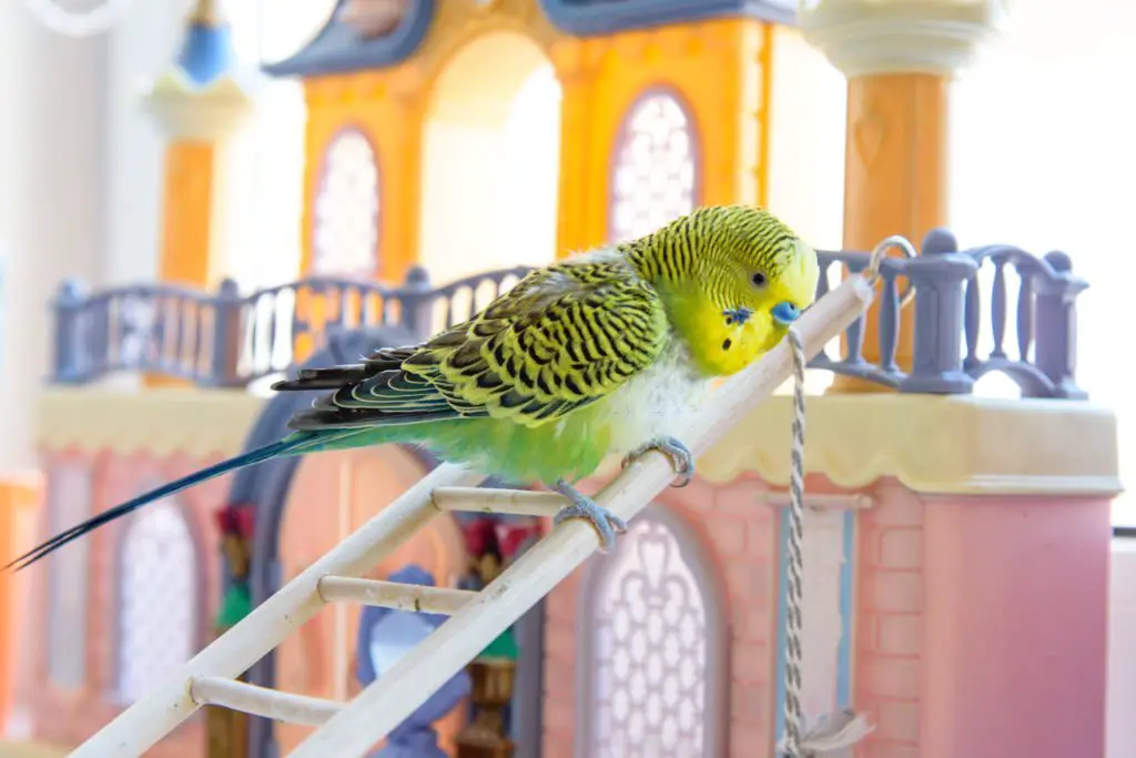 budgie losing feathers around bum