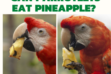 Can Parrotlets Eat Pineapple? The Answer May Surprise You!