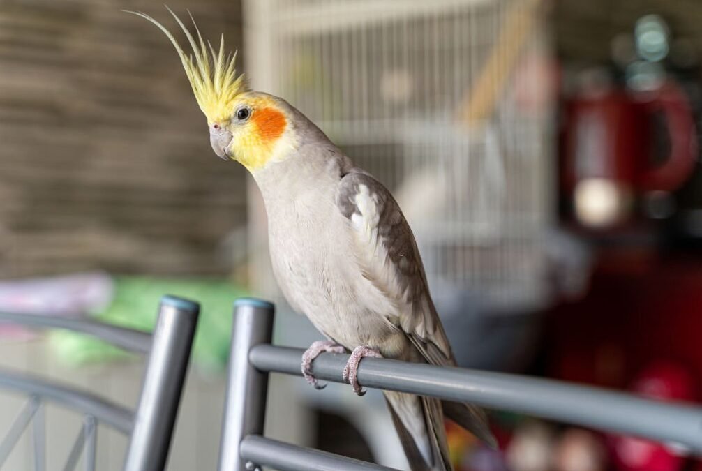 cockatiel-molting