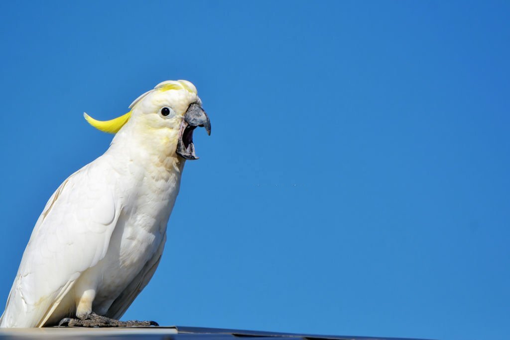 why do parrots scream in the morning