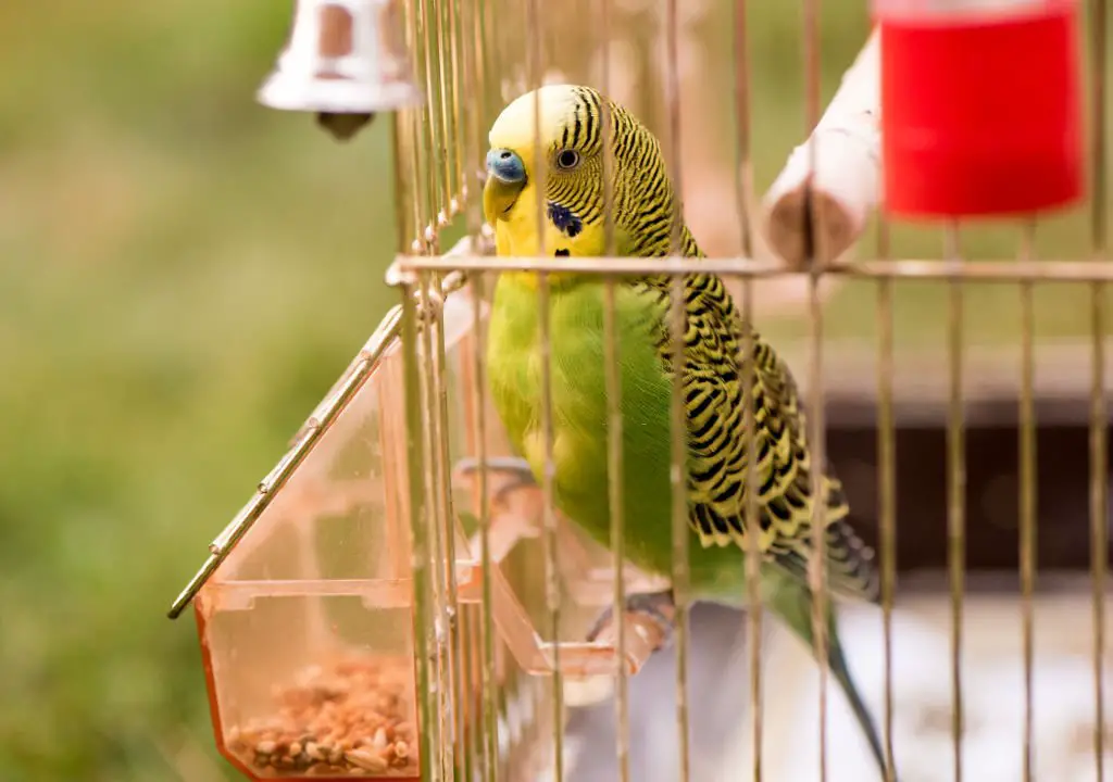 why does my budgie face the wall