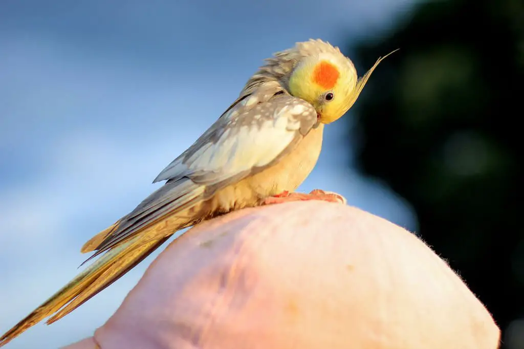 why does my cockatiel sit on my head