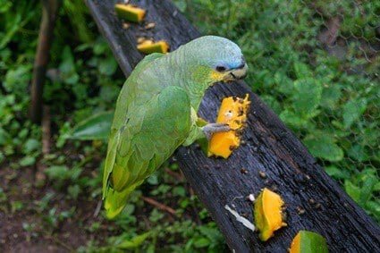 can budgies eat papaya