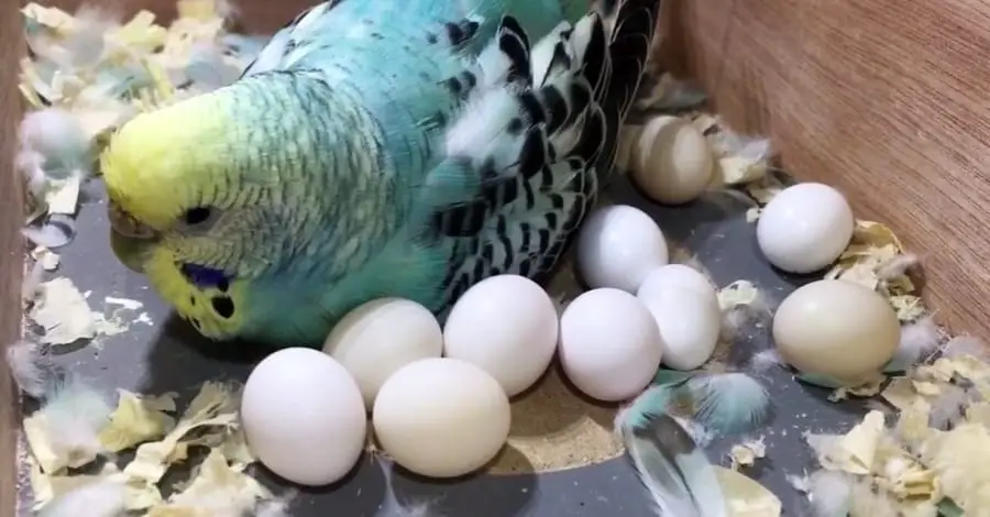 when to remove unhatched budgie eggs