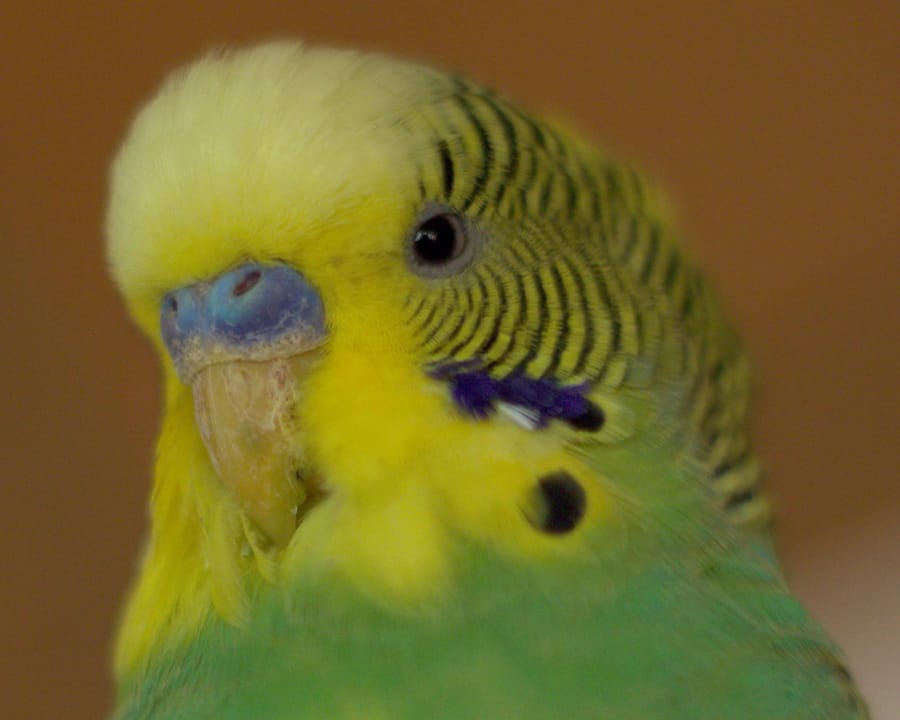 budgie beak problems