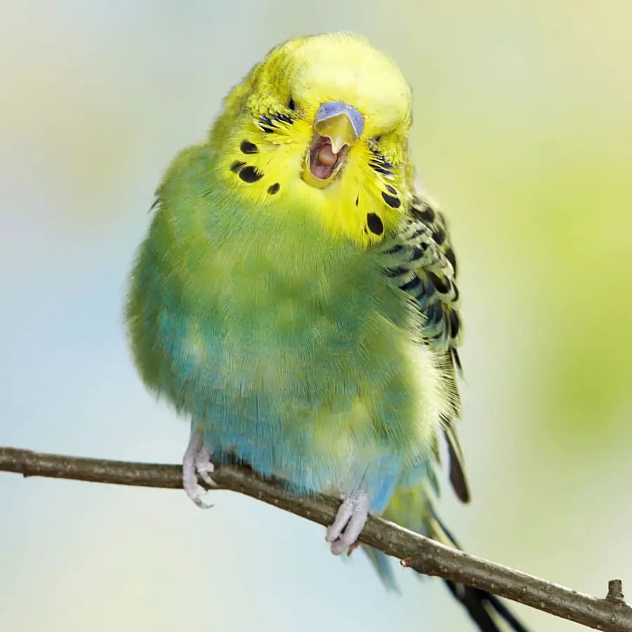 budgie beak problems