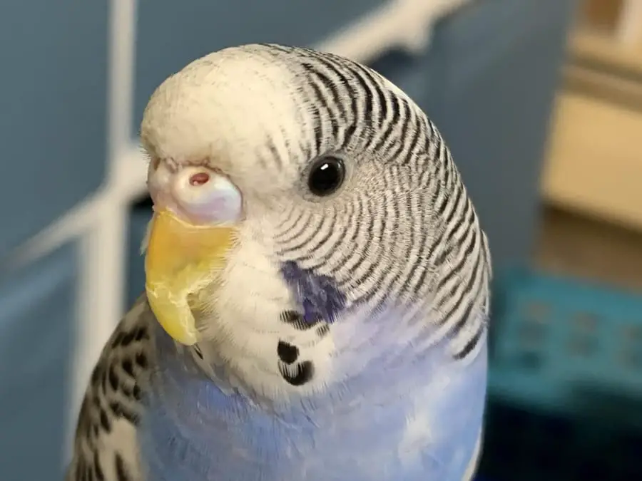 budgie beak problems