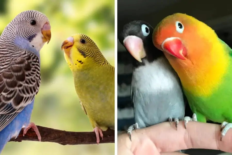 Parakeet vs Lovebird: Which Bird Makes the Perfect Pet?