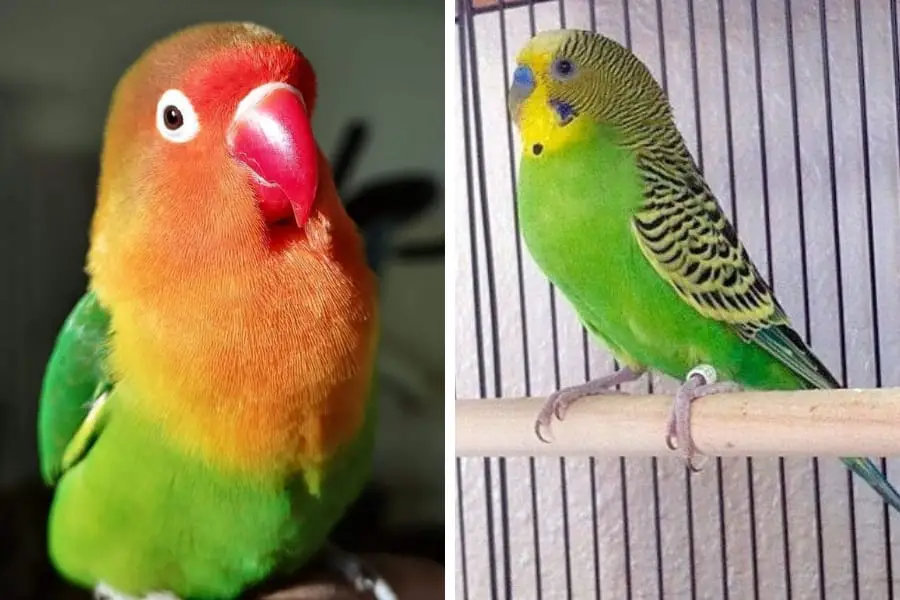 parakeet vs lovebird