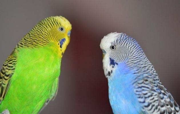 tumors in budgies