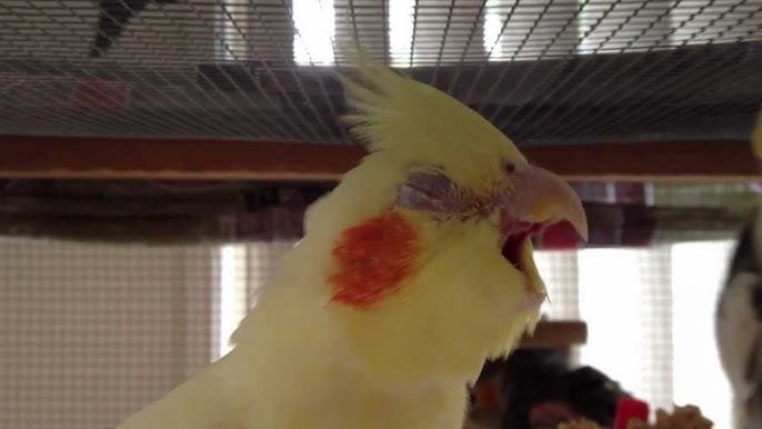 why do cockatiels yawn