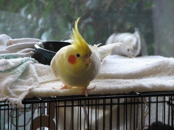 why is my cockatiel sneezing