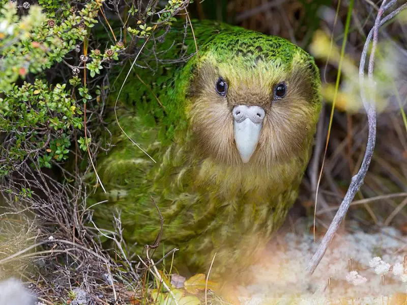 15 of the Longest Living Birds on Earth