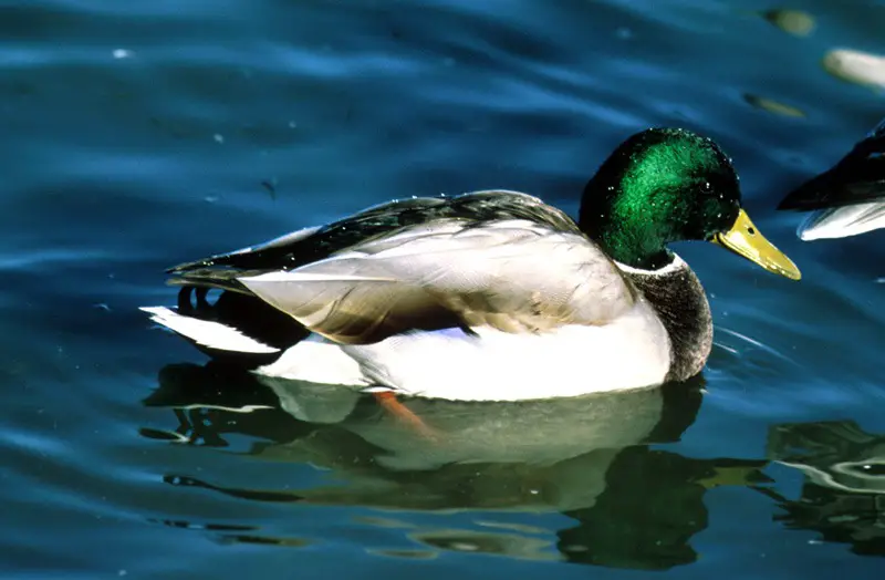 15 Common Species of Ducks in Arkansas