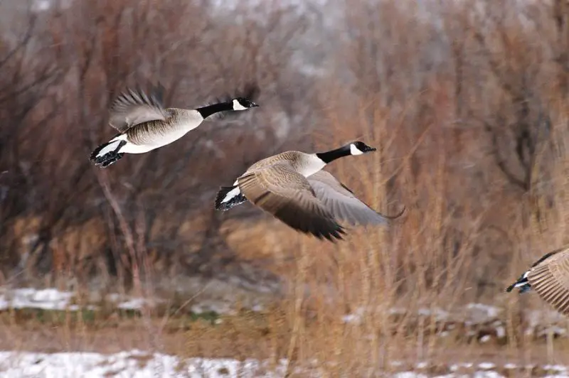7 Wild Goose Species in Michigan