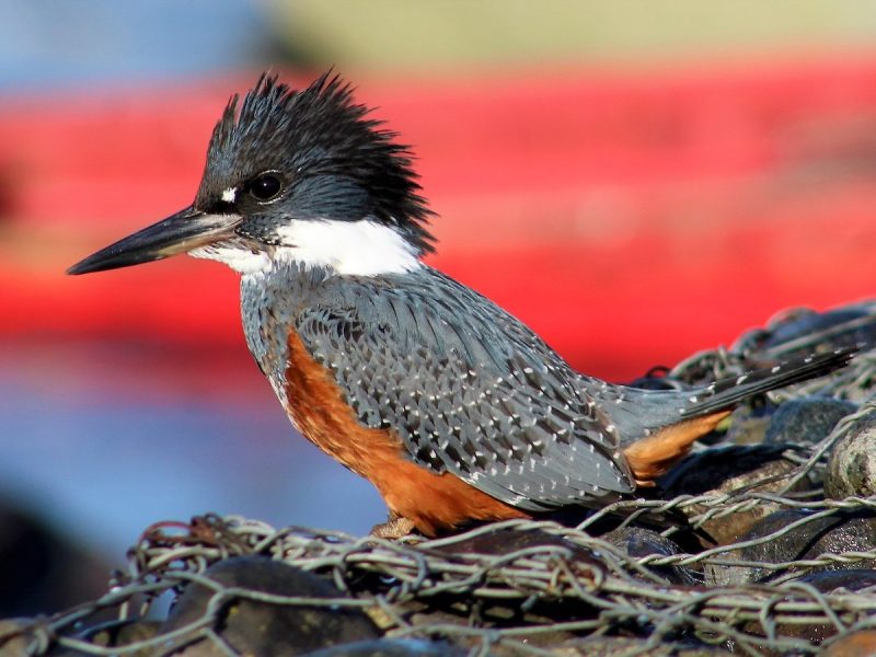 5 Accidental Kingfishers Worth Watching