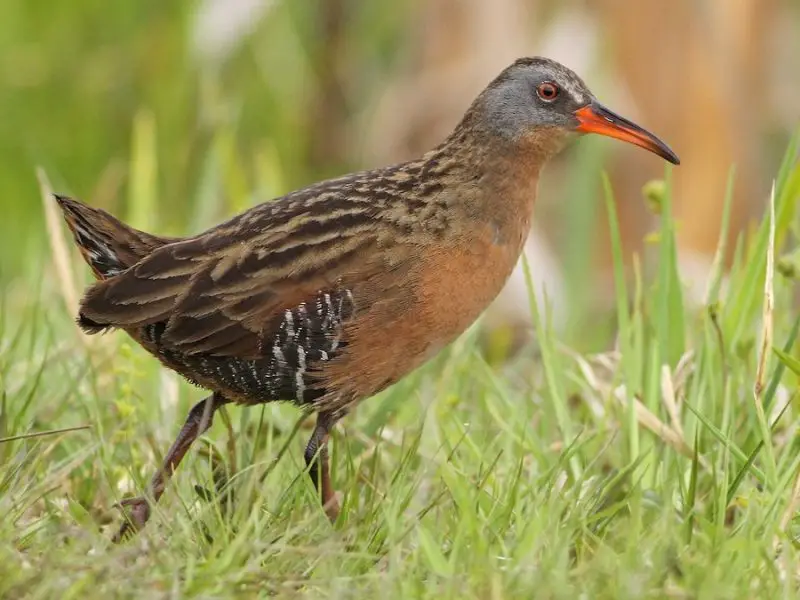 11 Types of Rails and Marsh Birds in Michigan