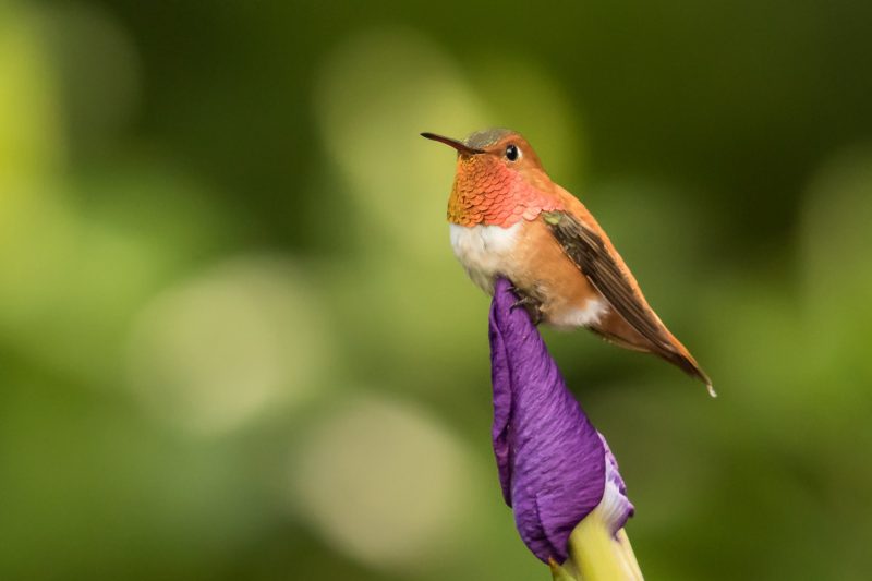7 Types of Rare & Vagrant Hummingbirds in Michigan Waters