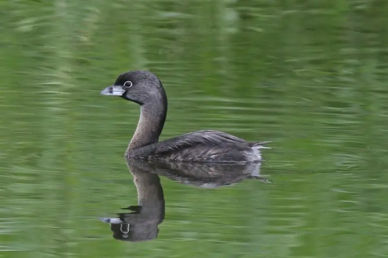 6 Types of Grebes Found in Michigan Waters