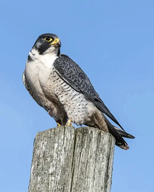 Falcons in North America (5 Amazing Species)