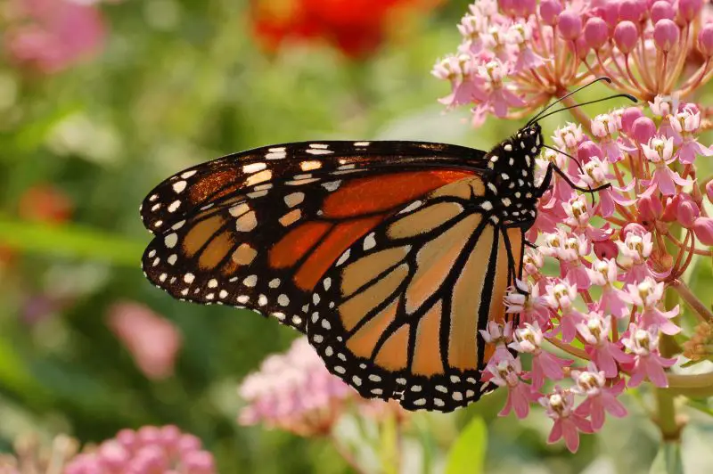 Top 15 Most Iconic Butterflies in the U.S.