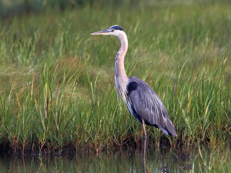 15 Awesome Birds That Live in Swamps